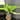 Agleonema Spathonema || P013 thumbnail