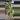 PL9750: Pachyclada Albomarginata thumbnail