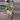 PL1: Philodendron Rio thumbnail