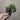 Golden Pothos start thumbnail