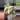 Syngonium Tiffany thumbnail
