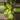 Green Congo Nuclear Large  thumbnail