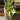 Jose Buono Philodendron thumbnail