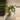 Burle Marx Mint Philo thumbnail