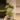 Brazil Philodendron Large thumbnail