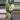 PL91: Incrassata Albo Eclipse thumbnail