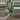 PL93: Saipran (Leonensis x Forbesii) thumbnail