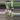 PL86: Vairegated Rhaphidophora Tetrasperma thumbnail