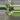 PL85: Variegated Rhaphidophora Tetrasperma thumbnail