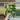Syngonium aurea thumbnail