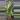 PL9529: Variegated ZZ thumbnail