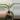 Chinese Evergreen thumbnail