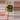 Heart leaf philo thumbnail