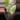 Monstera white snow lightly rooted top cut  thumbnail