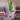 Aglaonema pink siam  thumbnail