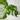 Mature 2 Leaf Monstera Green on Green thumbnail