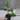 Algaonema Spathonema thumbnail