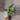 Hawaiian Pothos thumbnail