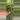 Alocasia Polly variegated #1 thumbnail