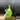 Philodendron Joepii GoG thumbnail