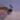 Scindapsus Curlew! thumbnail