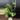 Monstera Adansonii Indo Mint thumbnail