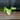 Monstera Aurea AR80 thumbnail