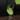 Philodendron El Choco x Var. Billie thumbnail