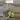 Monstera Borsigiana Albo Tissue Culture Grower's Choice thumbnail