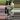 PL260: Lacunosa Green Flame thumbnail