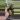 PL230: sun-kissed Ganung Gading Ghost (lightly rooted) thumbnail