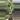 PL274: Monstera Medusa thumbnail