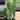 Philodendron Melanochrysum thumbnail