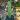 Bobbie Cactus Variegated 5 to 6 in tall thumbnail