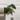 Blushing Philodendron thumbnail