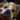 HappyRedPanda thumbnail