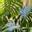 ymeleaves