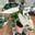 Ali_Plants