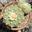 Phyto_linguist
