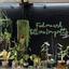 WhereTheGreenThingsGrow
