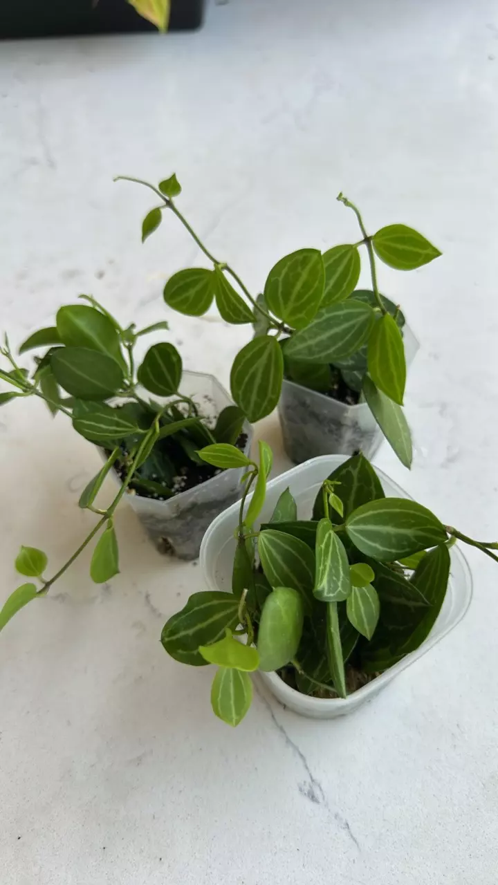 plant/Watermelon Dischidia ovata-0