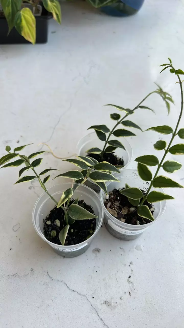 plant/Hoya Bella outer variegated-0