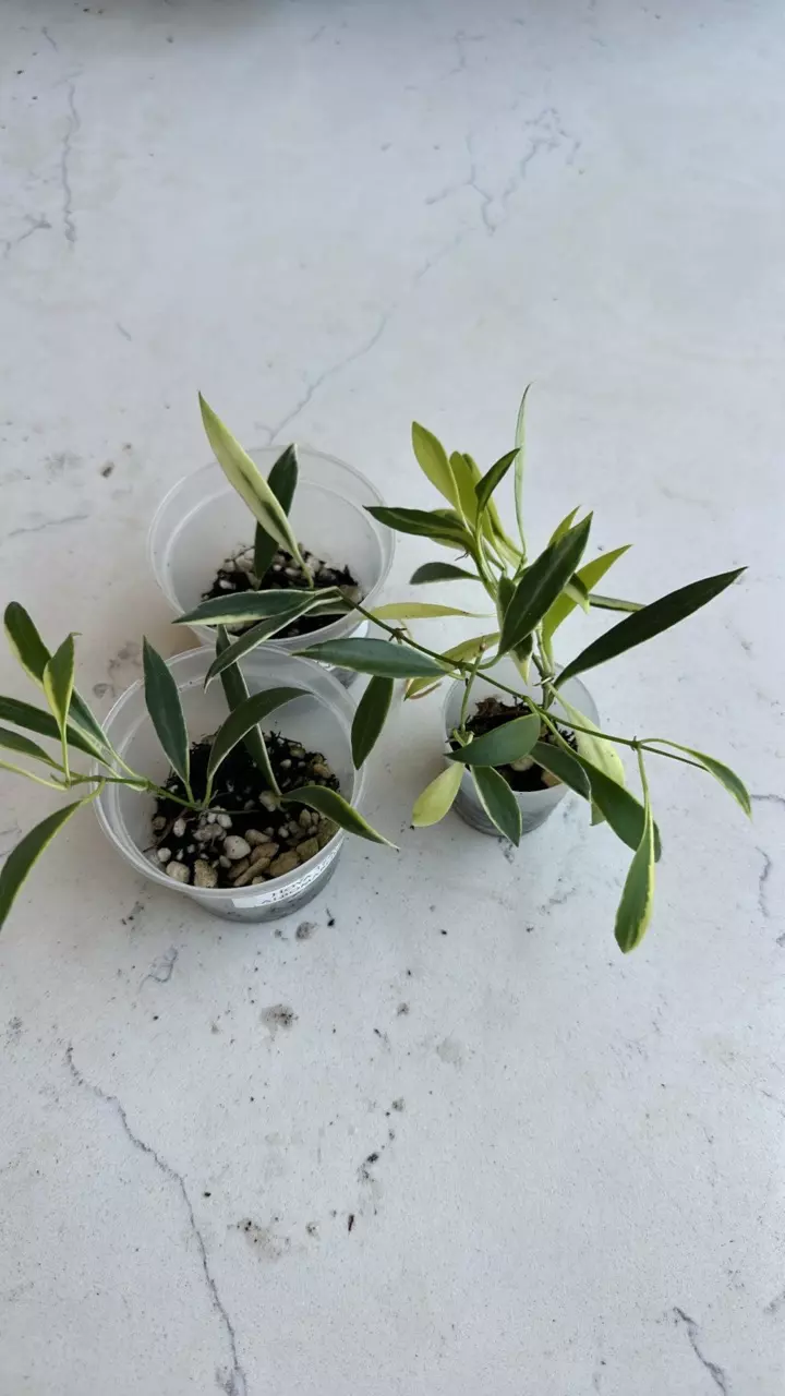 plant/Hoya tsangii albomarginata-0