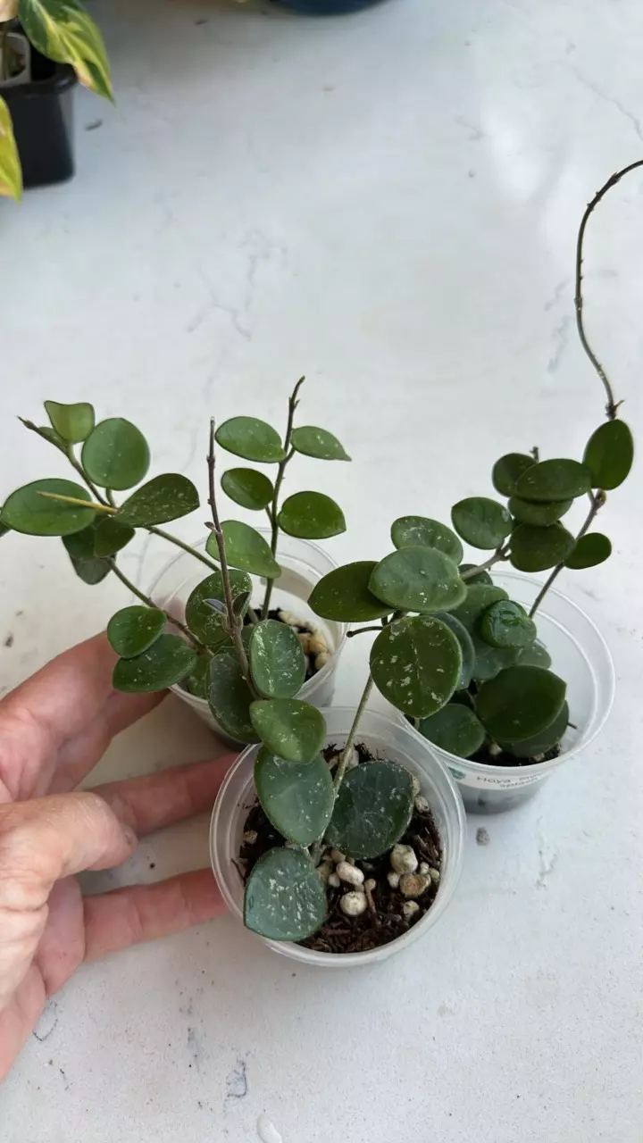 plant/Hoya Matilde splash-0