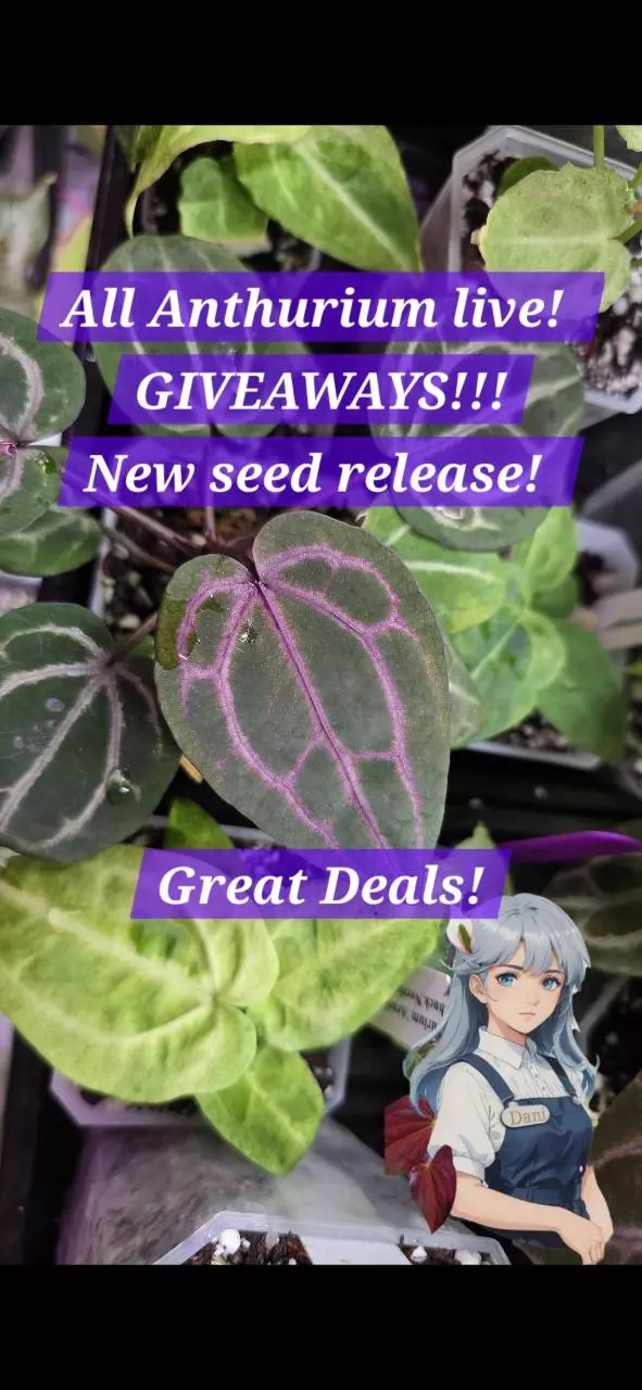 All Anthurium Sale! Some $1 and $5 starts! GREAT DEALS!