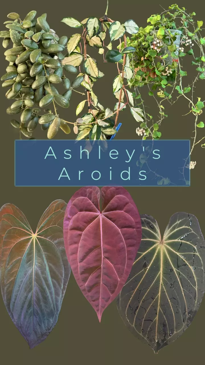 Anthurium seedlings and select hybrids!