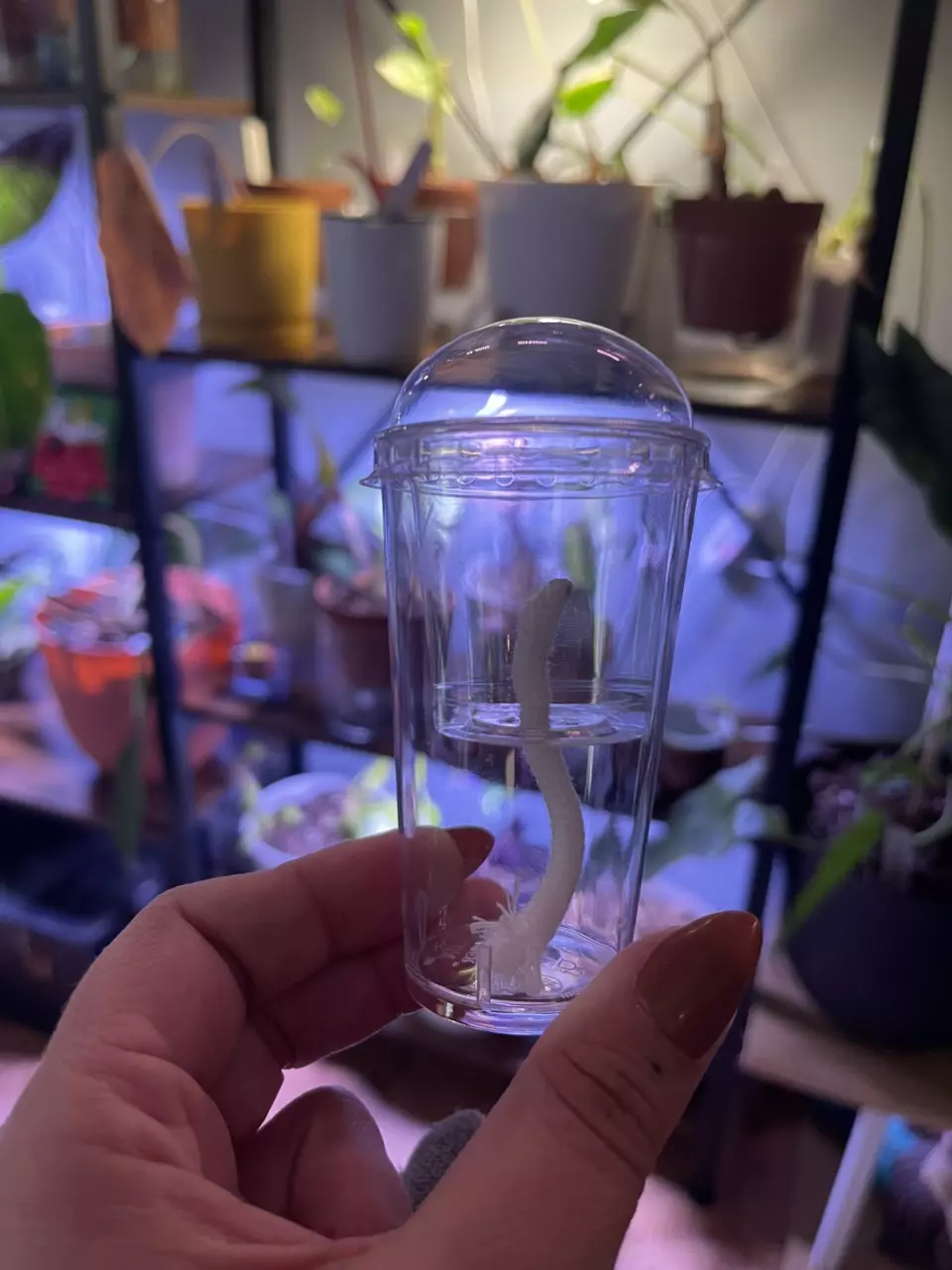 plant/Self-watering seedling starter cups-0