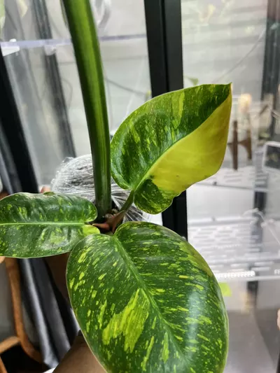 plant/Green Congo nuclear-1-thumbnail