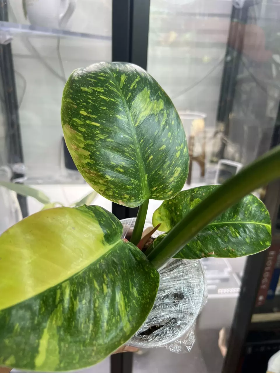 plant/Green Congo nuclear-0