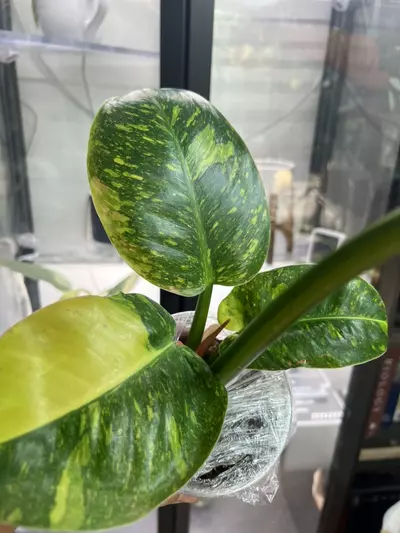 plant/Green Congo nuclear-0-thumbnail